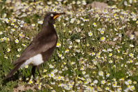 Lamprotornis bicolor